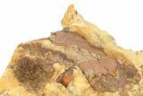 Fossil Dinosaur Bone Fragments in Sandstone - Wyoming #292614-1